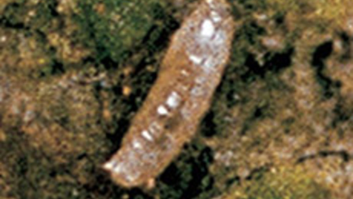 larva de minador
