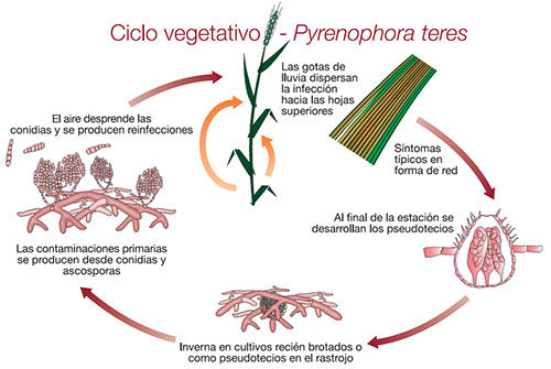 ciclo vegetativo - pyrenophora teres