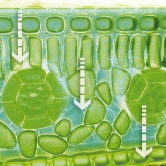 Revus ofrece protección en las dos caras