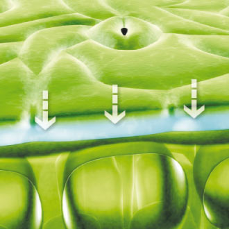 Revus asegura una elevada resistencia al lavado