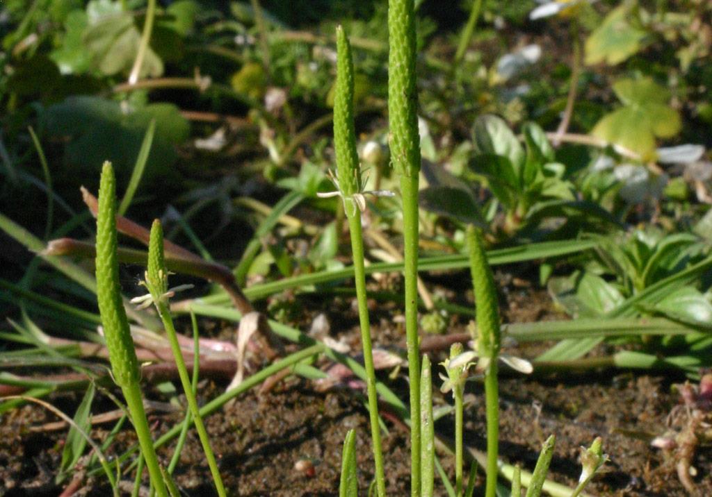 Cola de raton Dicotiledóneas anuales | Syngenta, Agricultura responsable