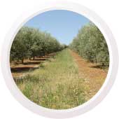 Guía para OLIVAR