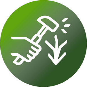 Gran sanidad foliar