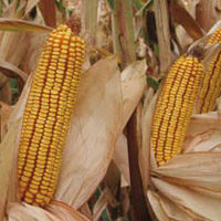 Variedad de maíz SY Inove