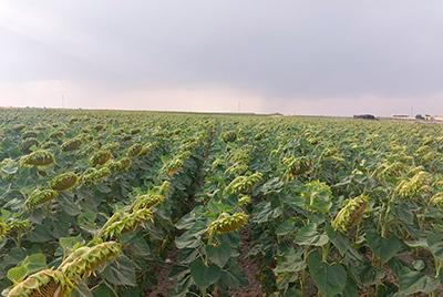 Variedad de girasol Sunato HTS