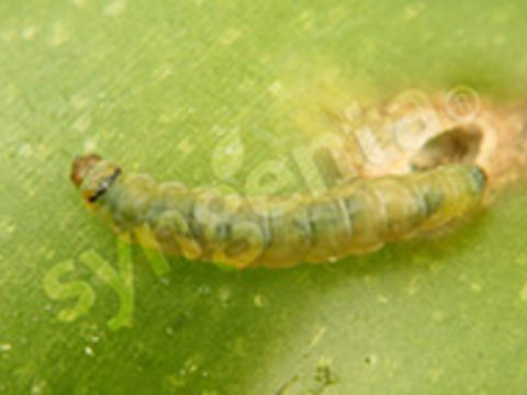 larva de tuta