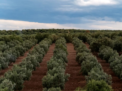 Bonito campo de olivos