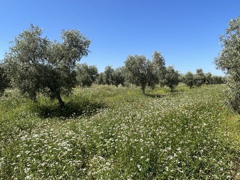 Campo de olivar con cubierta vegetal