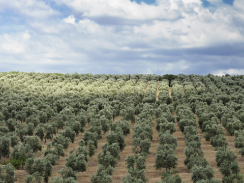 Campo de olivares