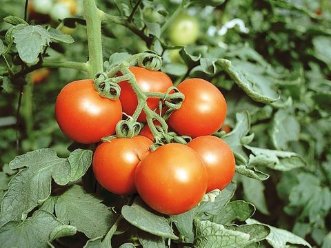 Enfermedades en el cultivo del tomate