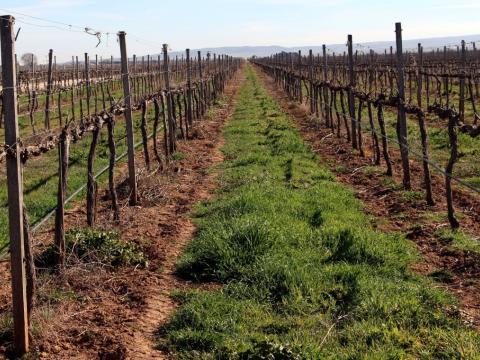 El día mundial del suelo. Ese gran desconocido