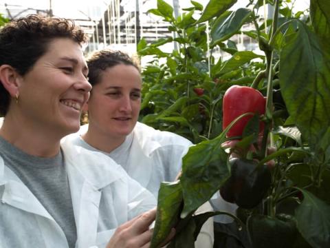 14.-_growers_examining_red_pepper_in_greenhouse_lr_1.jpg