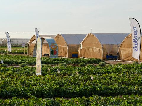 Syngenta reúne al sector del melón y sandía en La Puebla