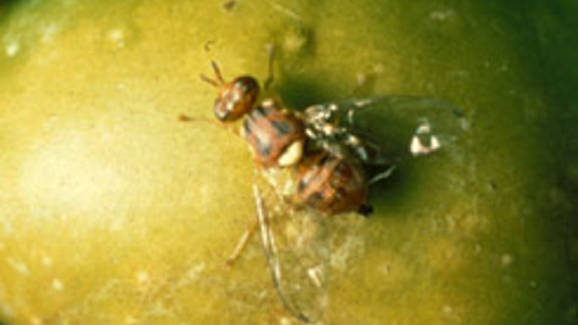 mosca adulta del olivo