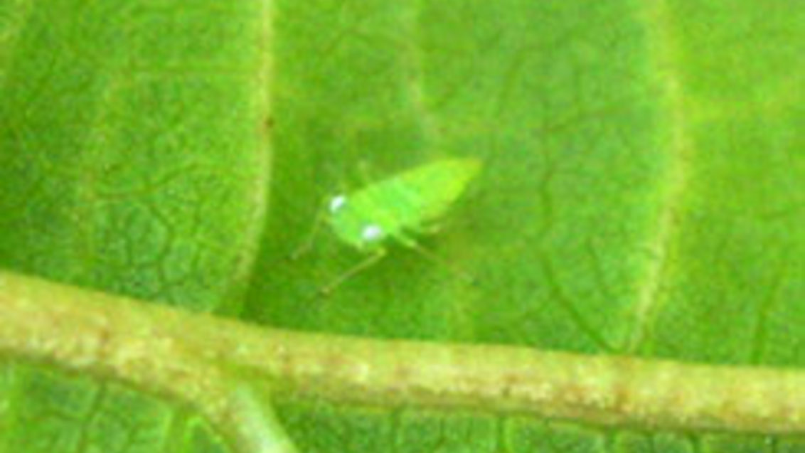 mosquito verde adulto
