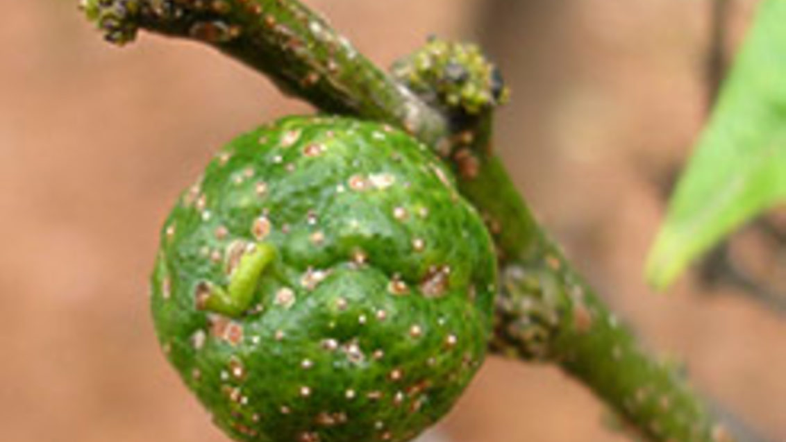 aonidiella aurantii en fruto