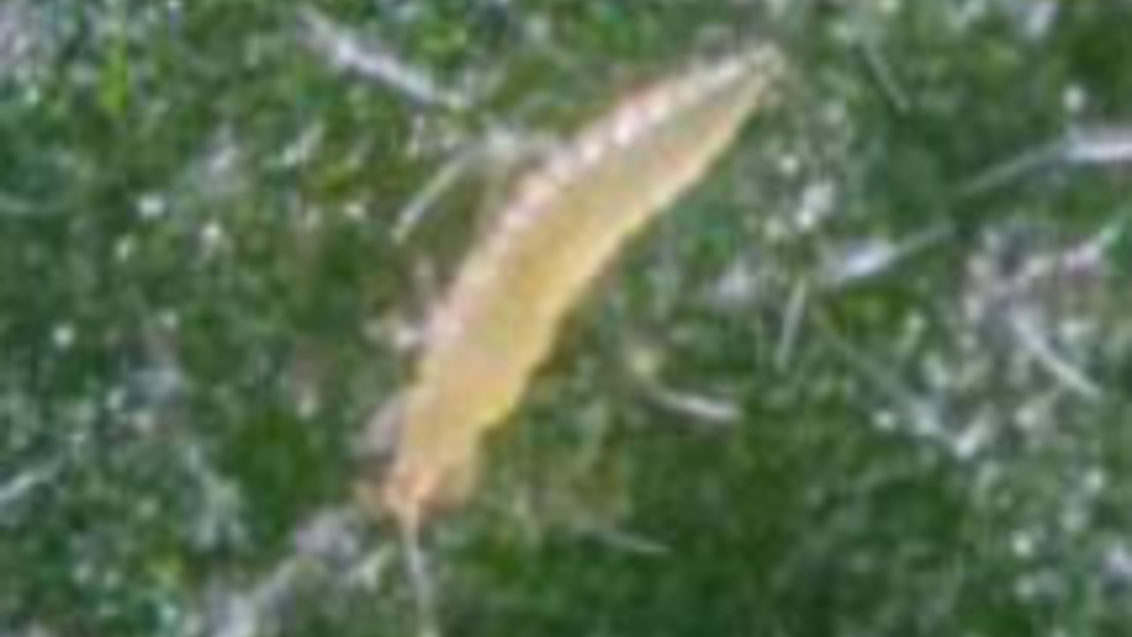 larva de frankliniella occidentalis