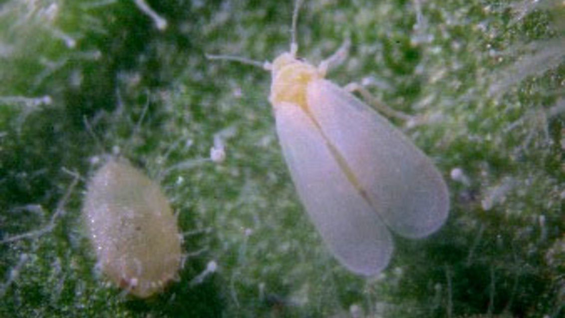 Trialeurodes vaporariorum larva y adulto