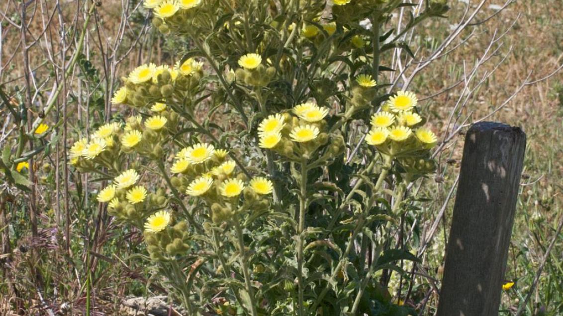 Cerraja lanuda., Dicotiledóneas anuales