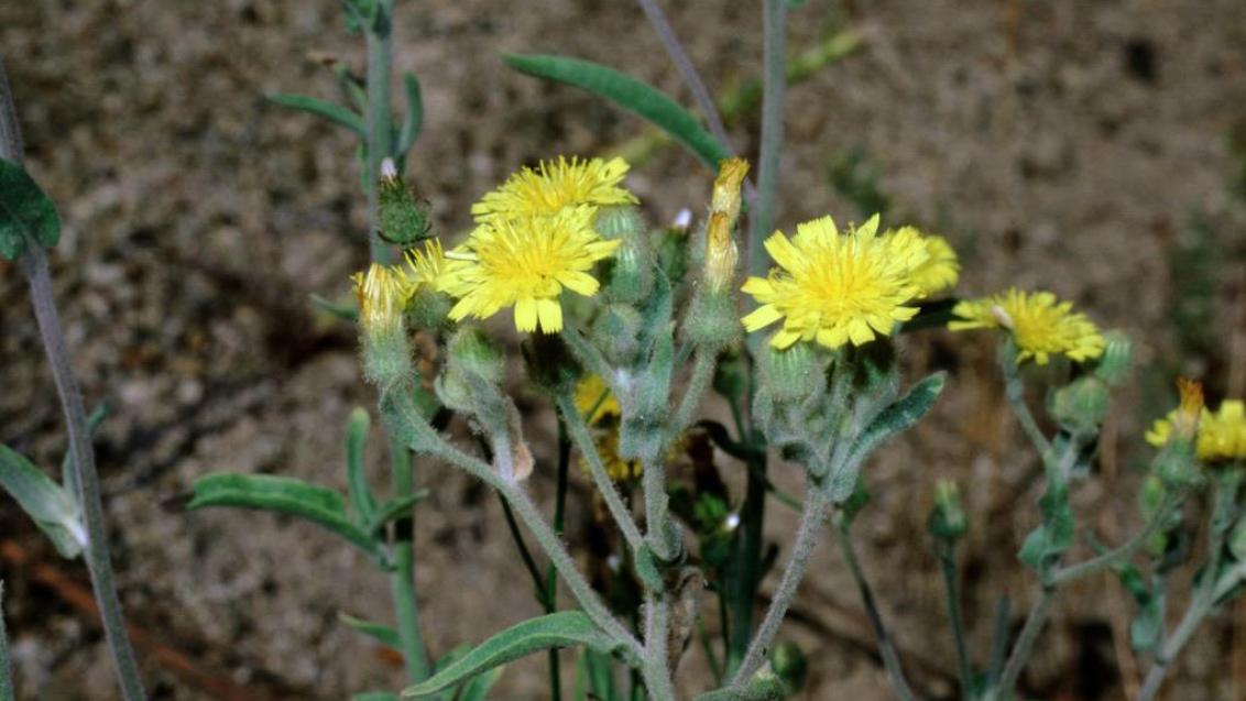 Cerraja lanuda., Dicotiledóneas anuales
