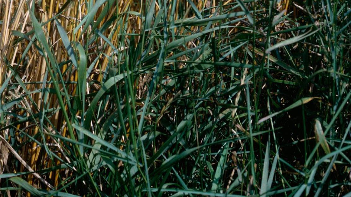 Grama del norte, Gramíneas anuales y perennes