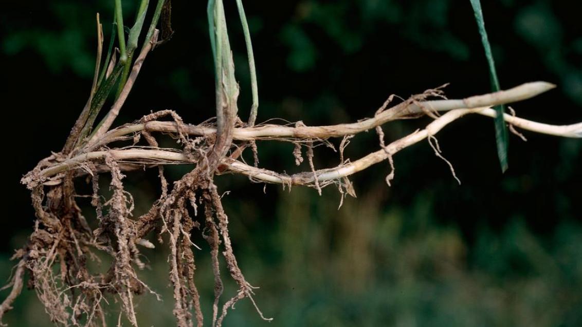 Grama del norte, Gramíneas anuales y perennes