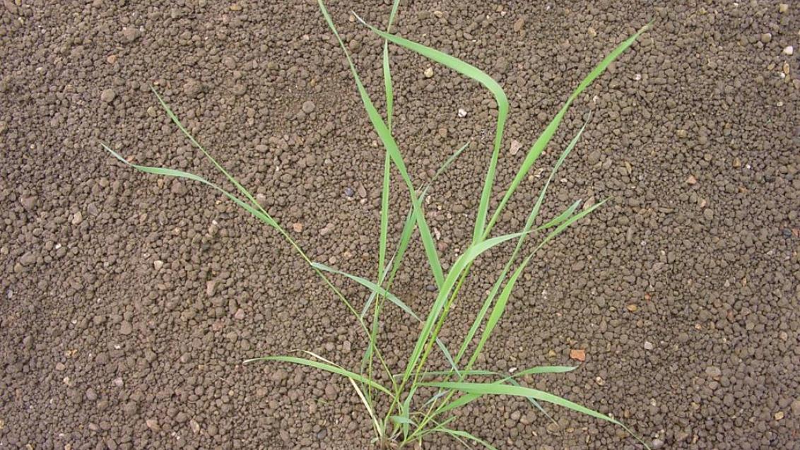 Grama del norte, Gramíneas anuales y perennes