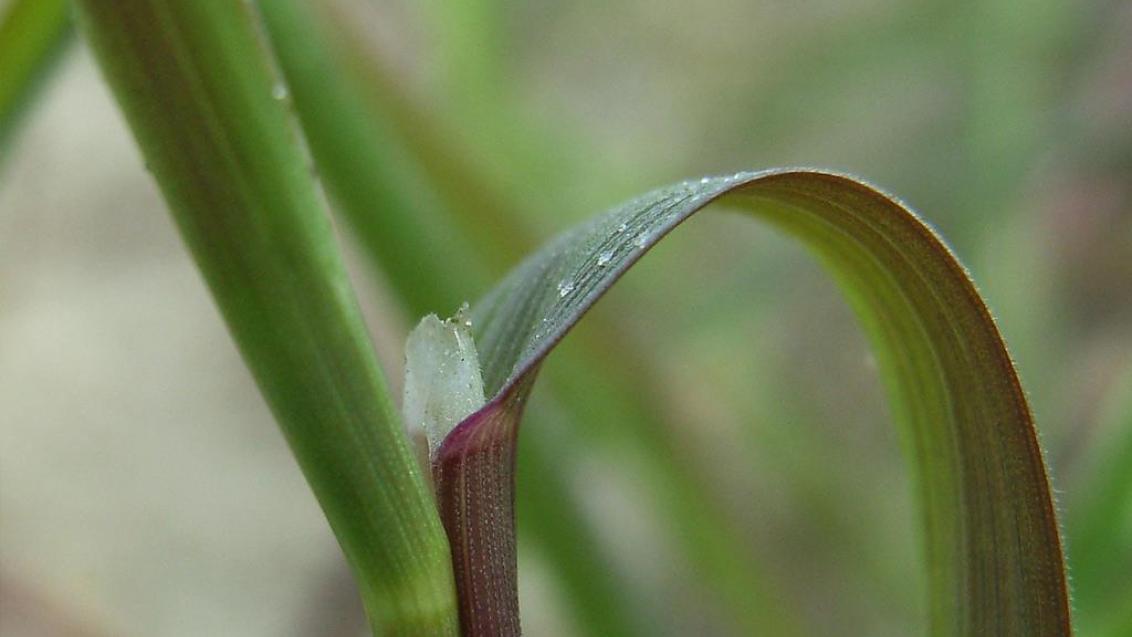 Heno gris, Gramíneas anuales y perennes