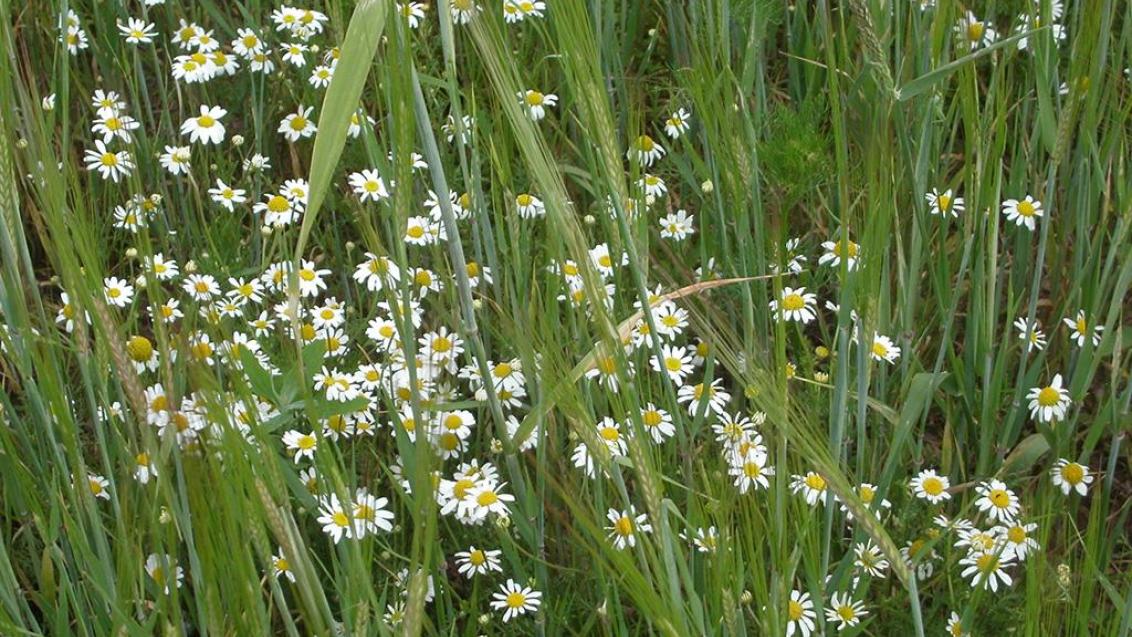 Manzanilla borde, Dicotiledóneas anuales