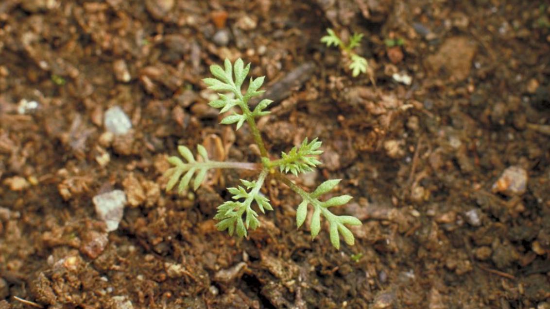 Manzanilla borde, Dicotiledóneas anuales