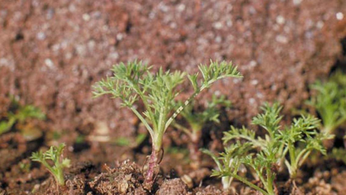 Manzanilla hedionda, Dicotiledóneas anuales