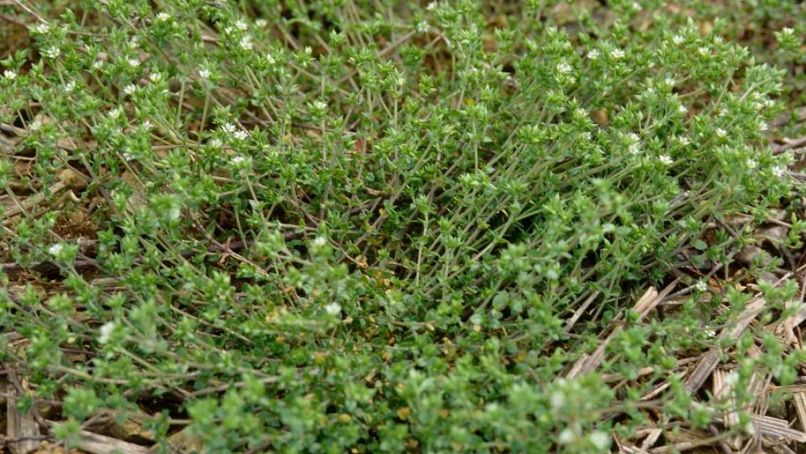 Arenaria, Dicotiledóneas anuales