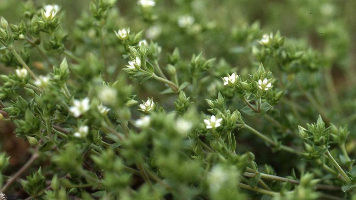 Arenaria, Dicotiledóneas anuales