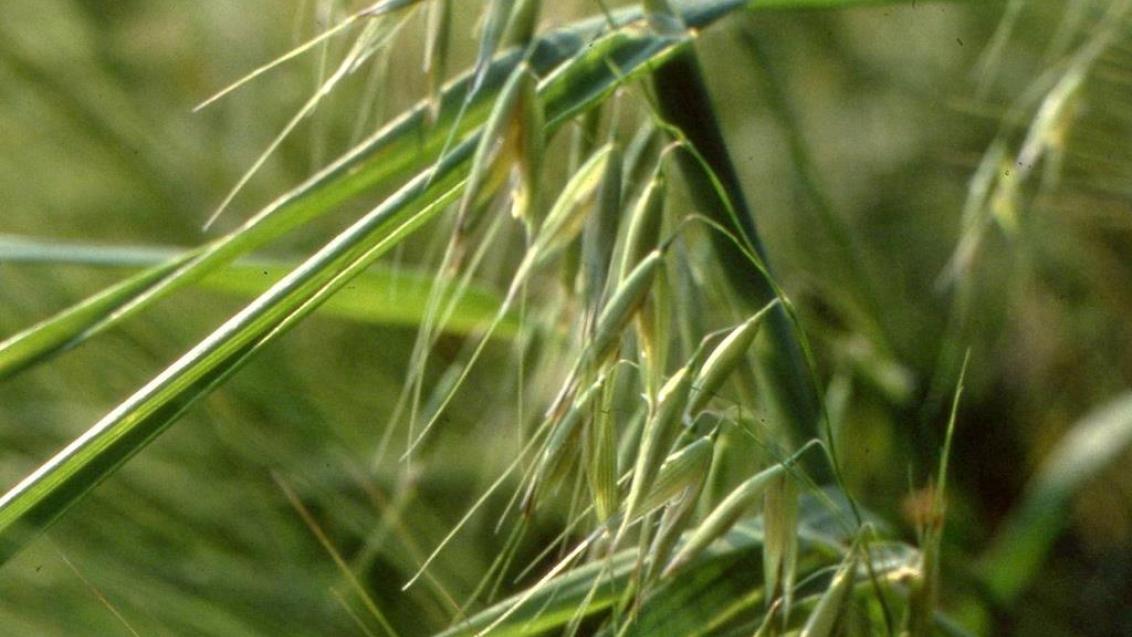 Avena loca, Gramíneas anuales y perennes