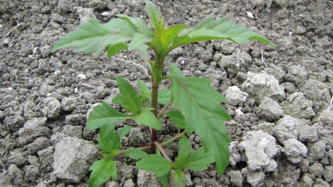 Bidens, Dicotiledóneas anuales