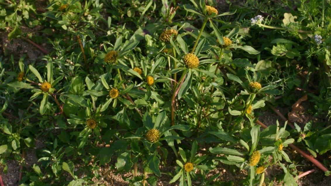 Bidens, Dicotiledóneas anuales