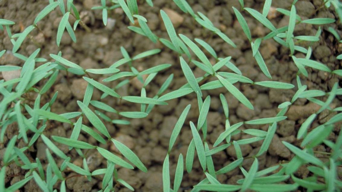 Bidens, Dicotiledóneas anuales