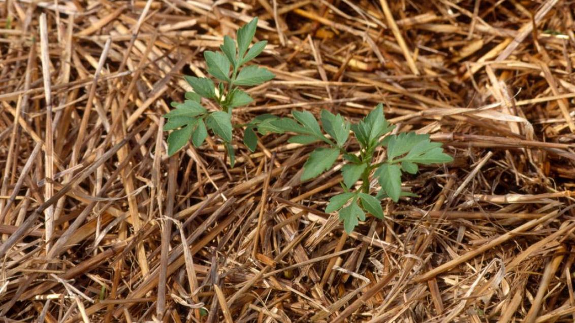 Bidens, Dicotiledóneas anuales