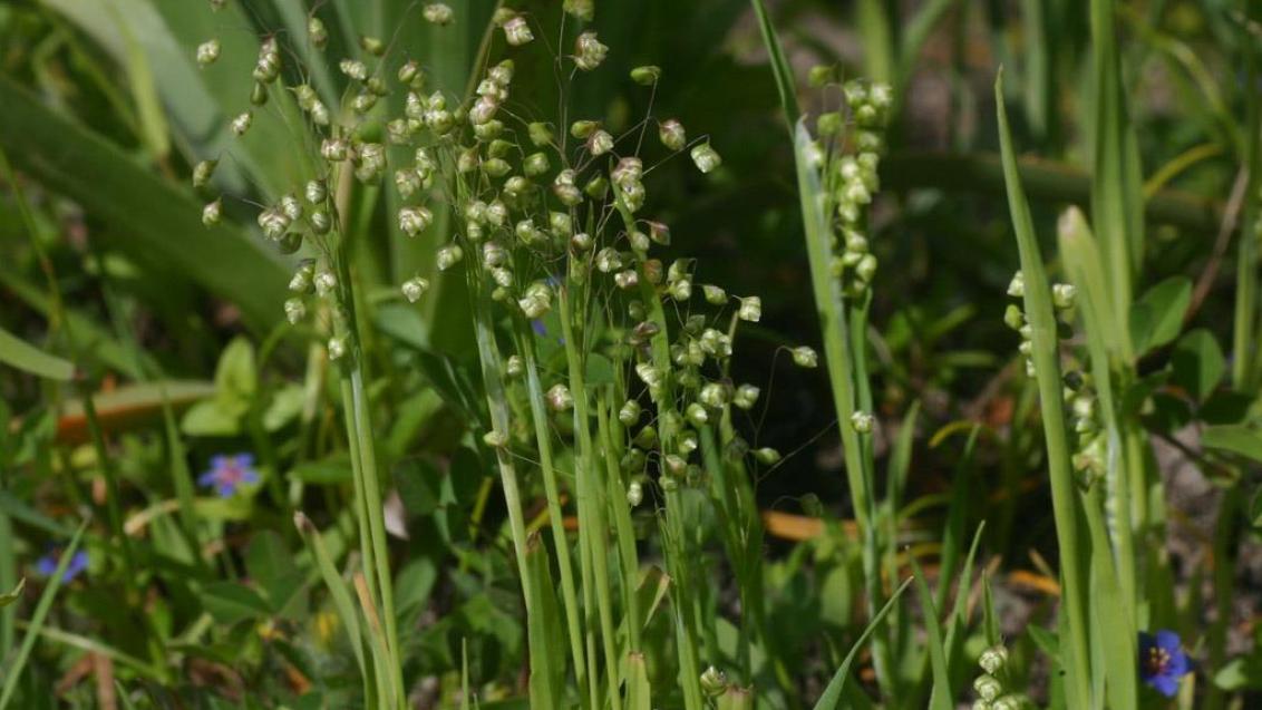 Caracolillos, Gramíneas anuales y perennes