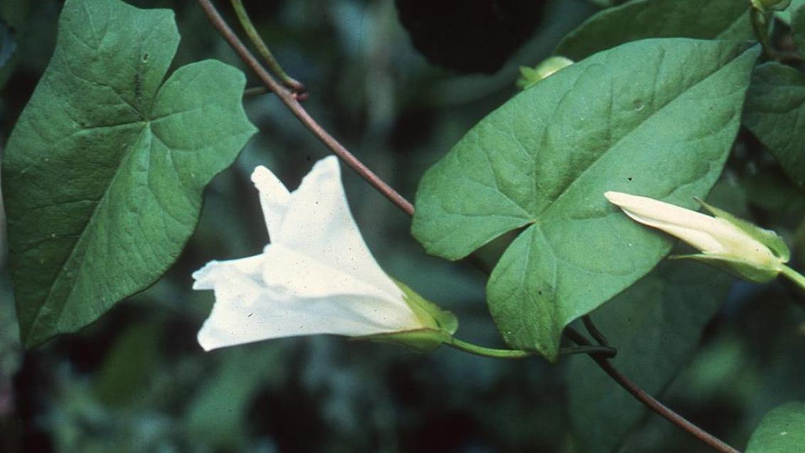Correhuela mayor, Dicotiledóneas perennes