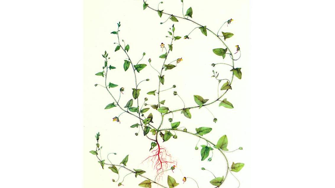 Correhuela mayor, Dicotiledóneas perennes