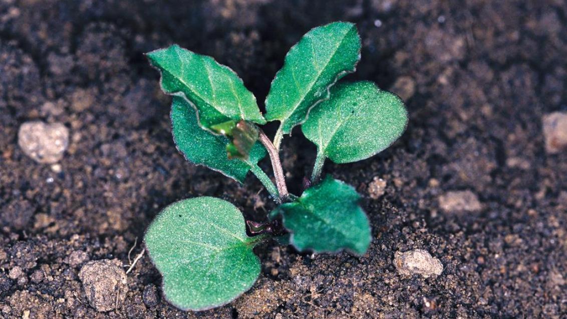 Correhuela mayor, Dicotiledóneas perennes