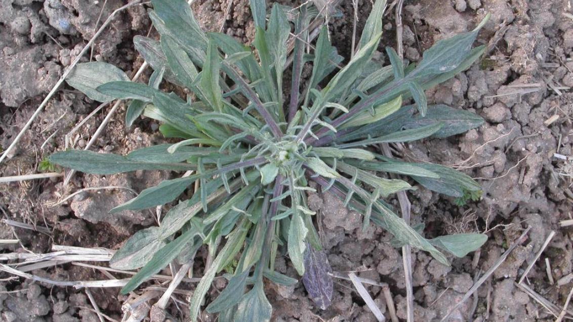 Centaurea, Dicotiledóneas anuales