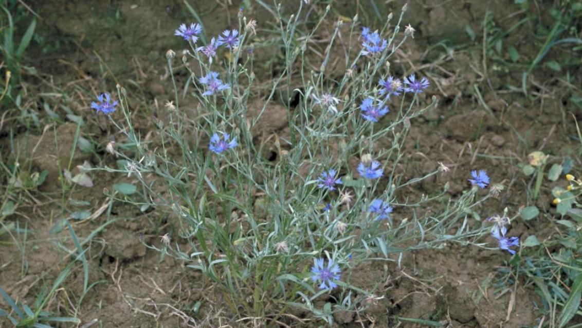 Centaurea, Dicotiledóneas anuales