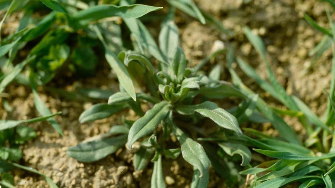 Centaurea, Dicotiledóneas anuales