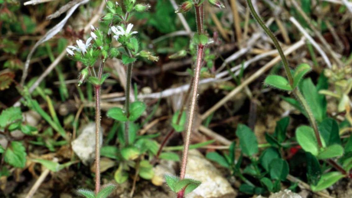 Merusa, Dicotiledóneas anuales
