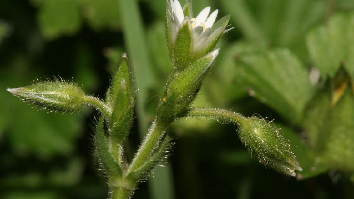 Merusa, Dicotiledóneas anuales