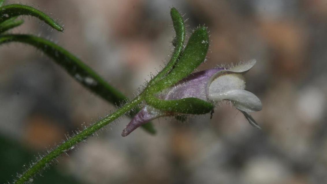 Espuela, Dicotiledóneas anuales