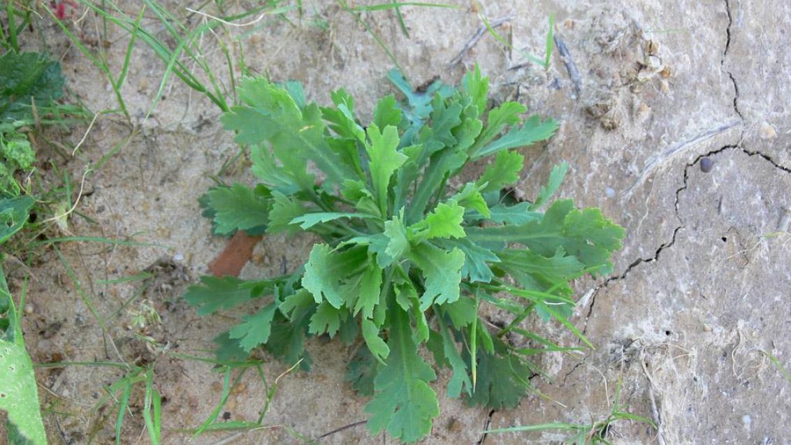 Gladiolo, Dicotiledóneas anuales