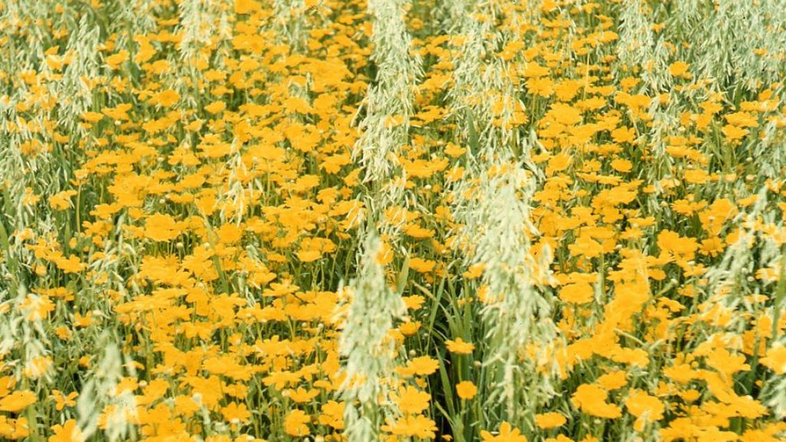 Gladiolo, Dicotiledóneas anuales